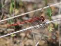 J17_3368 Diplacodes bipunctata male.JPG